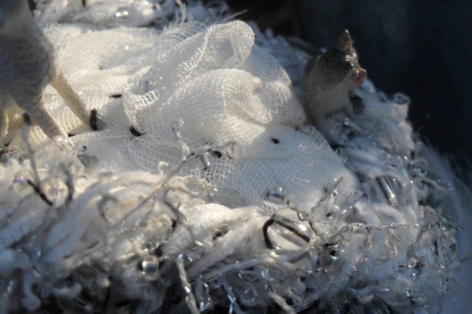 le chat chez qui j’habite