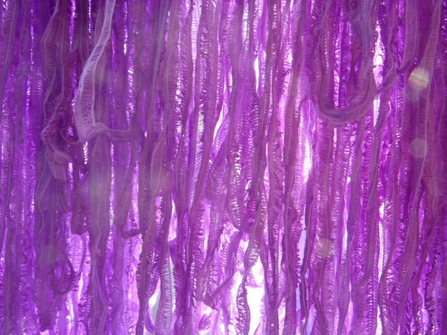 Bloganniveraire Fils et Fantaisies