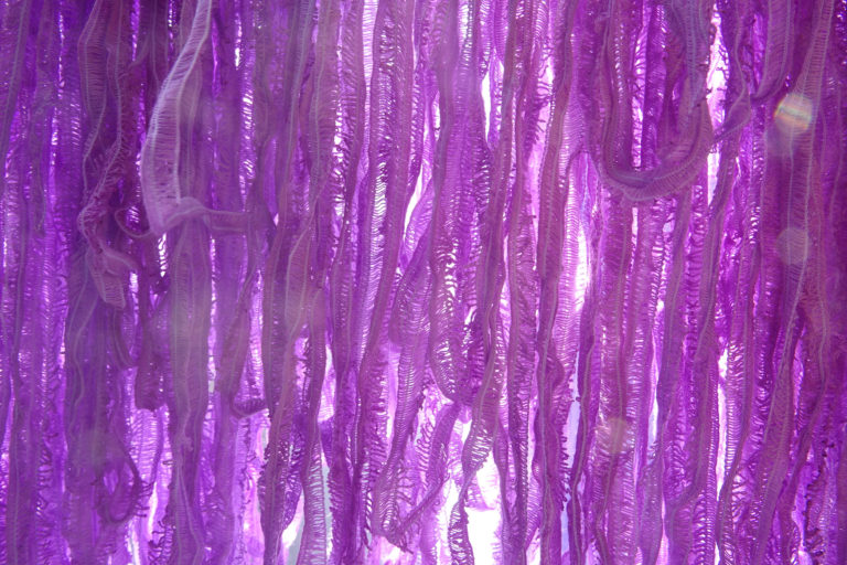 Bloganniveraire Fils et Fantaisies